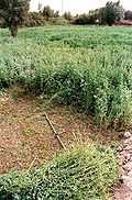 FERME DE 7 HECTARES à vendre à EL JADIDA